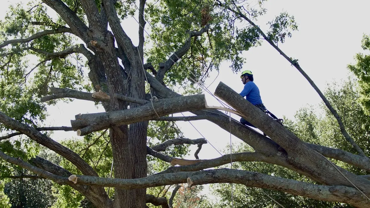 Professional Hazardous Tree Removal performed by certified arborists in Thornburg