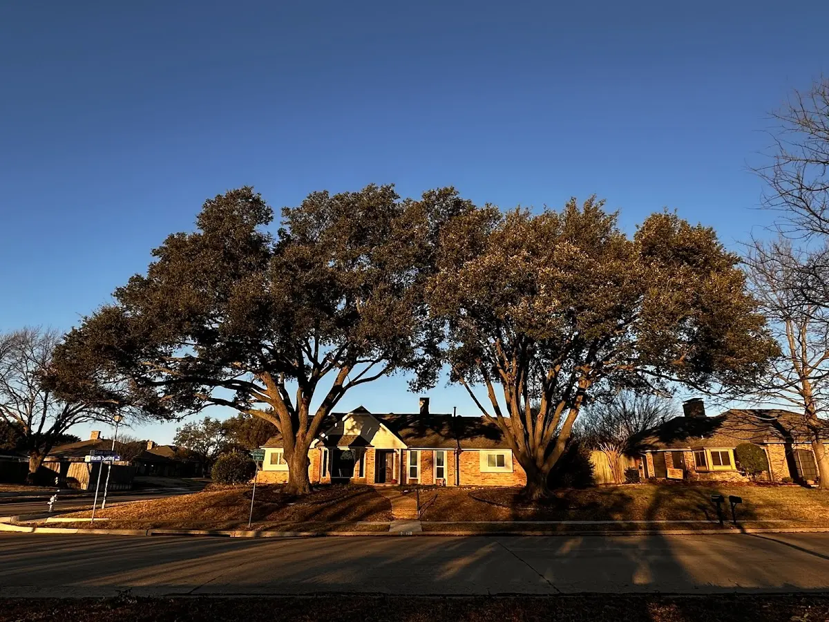 Established residential canopy tree shading a home in Thornburg